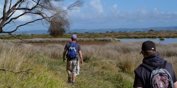 The walk takes you past the Kaipara Harbour salt marshes. Photo / Supplied