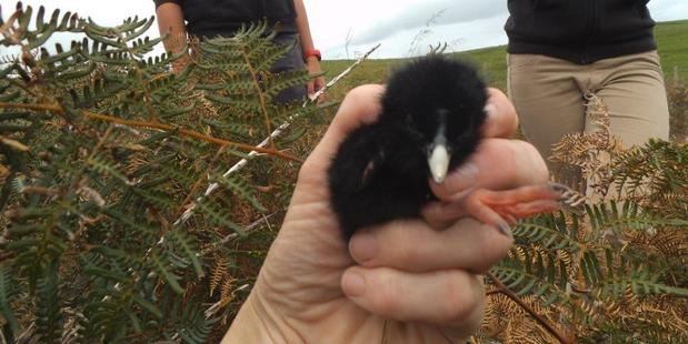 The arrival of the chicks on Motutapu coincides with the 65th anniversary of the re-discovery of takahe