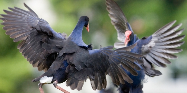 Pukeko respond to changes in the size of their red beak shield. Photo / Amos Chapple
