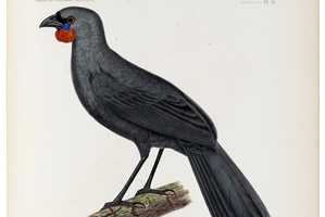 A 19th-century painting of a South Island kokako. Two people claimed to have sighted the rare bird in 2007.
