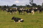 The New Zealand dairy industry discovered that it needs to improve its communications - and co-ordination - after the recent Fonterra scare. Photo / File The New Zealand dairy industry discovered that it needs to improve its communications - and co-ordination - after the recent Fonterra scare. Photo / File