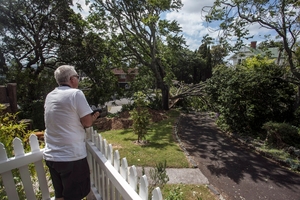 A number of cars were damaged in Bellevue Rd, Mt Eden, yesterday when this tree brought down power lines. Photo / SNPA