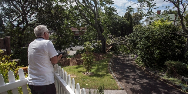 A number of cars were damaged in Bellevue Rd, Mt Eden, yesterday when this tree brought down power lines. Photo / SNPA