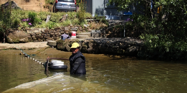 Whitebaiter Edith James netting in front of her cottage on the lower reaches of the Waikato. Photo / Peter Calder
