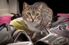Tabby the cat has stolen about 50 shoes in the past month. Photo/Andrew Warner. Tabby the cat has stolen about 50 shoes in the past month. Photo/Andrew Warner.