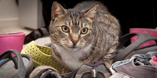 Tabby the cat has stolen about 50 shoes in the past month. Photo/Andrew Warner.