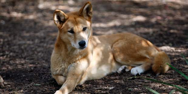 A dingo relaxes at the Healesville Sanctuary.