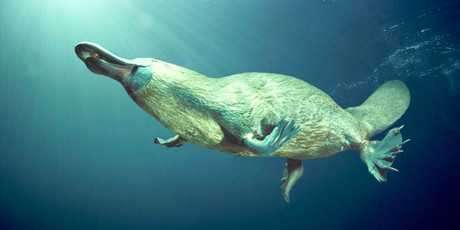 The sanctuary is one of only two places to have successfully bred platypus.