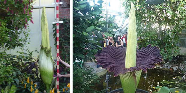 The giant flower will be blooming soon. Photo / Auckland City Council (left), Creative Commons