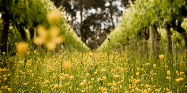 Milton Estate Photo / Supplied