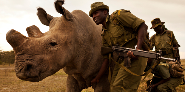 A four man anti-poaching team permanently guards Northern White Rhino on Ol Pejeta Conservancy in Kenya. Photo / Brent Stirton