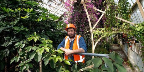 Jeremy Hawker says many hybrids have sprung up in the Cunningham House Conservatory during its two years of closure. Photo / Mark Mitchell