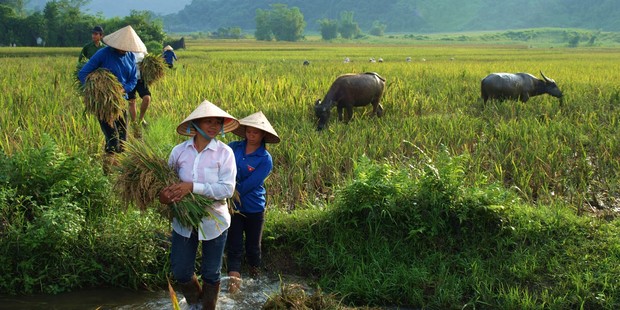 On threshing day all the villagers pitch in to bring the harvested rice to the communal threshing machine. Photo / Pamela Wade