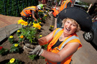 Cherie Karaha and fellow Marigold planters. Photo/Ben Fraser. Cherie Karaha and fellow Marigold planters. Photo/Ben Fraser.