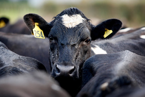 Australia's biggest dairy player will follow Fonterra's financial structure.
