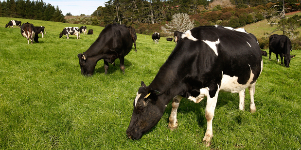 The commissioner's report on land use change and water pollution shows a clear link between expanding dairy farming and increasing stress on water quality. Photo / File