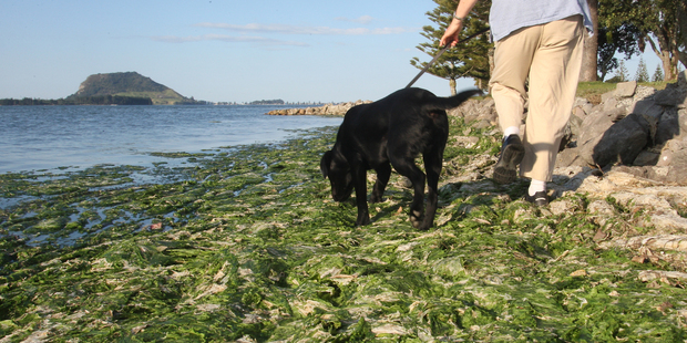 Sea lettuce remains a problem in Tauranga Harbour and along the Mount Maunganui shoreline.
