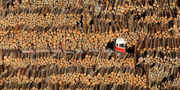 Shane Jones pointed the finger at the foreign-owned timber management organisations.