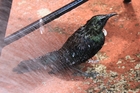 A welcome hose-down revived the birds. Photo/Bruce and Jean Crowther. A welcome hose-down revived the birds. Photo/Bruce and Jean Crowther.