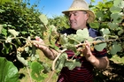 Hawke's Bay Fruitgrowers Association kiwifruit chairman Peter Olsen says the further spread in the devastating kiwifruit vine disease Psa is disappointing but growers are resolute. Photo/Warren Buckland. Hawke's Bay Fruitgrowers Association kiwifruit chairman Peter Olsen says the further spread in the devastating kiwifruit vine disease Psa is disappointing but growers are resolute. Photo/Warren Buckland.