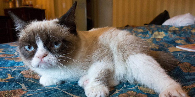 The world famous Grumpy Cat.
Photo / Creative Commons