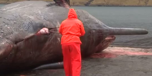 A dead sperm whale has exploded in the Faroe Islands. Image / Faroese Broadcasting Corporation