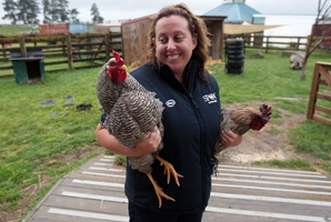 The SPCA's Fiona McDonald weighs up the merits of two roosters. Photo / Doug Sherring