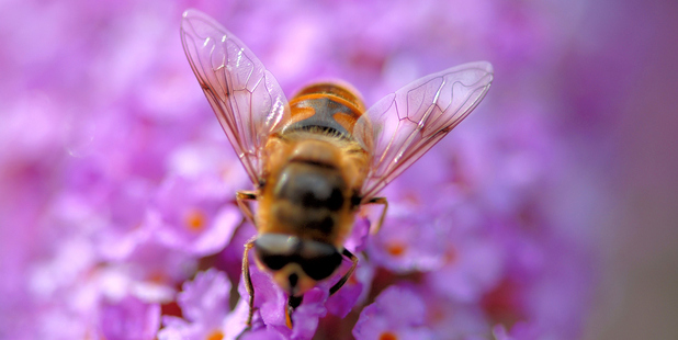 Photo / Thinkstock