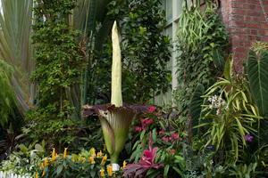 Amorphophallus titanum in flower, Auckland Domain Wintergarden. Photo / Auckland Council.