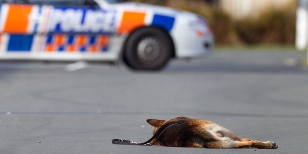 Gage, a 6-year-old police dog, lies dead on the road after being shot in July 2010. Photo / Simon Baker