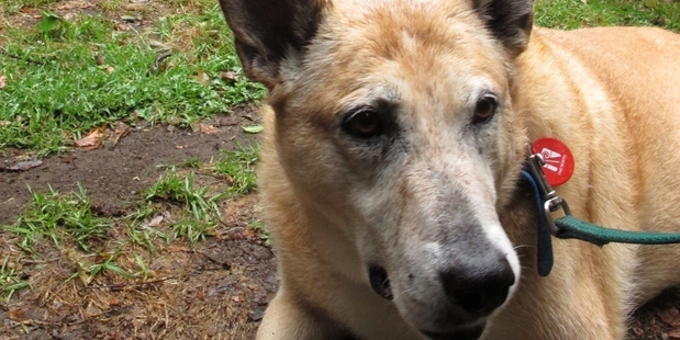 EARS PINNED: Milo, a dingo-labrador cross, listens attentively as Far North Mayor John Carter (in suit) remembers the gift of the late Roland Sansom to the people and dogs of Kerikeri. Milo has been coming to Roland's Wood for the past 12 years. PHOTO/PETER DE GRAAF