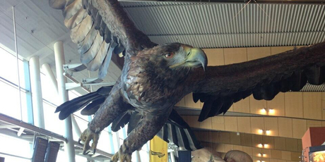 A 43m giant eagle has been installed to soar over the heads of visitors ahead of the release of the second instalment of Sir Peter Jackson's trilogy <i>The Hobbit: The Desolation of Smaug</i>.