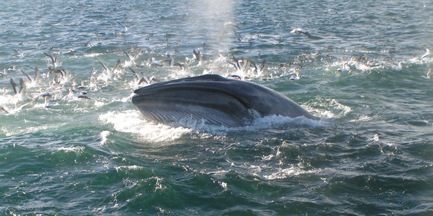 Whales have been seen swimming fast for more than a kilometre toward groups of food. Photo / Richard Robinson
