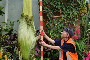 Melanie James, Team Leader _ Auckland Domain Nursery and Wintergardens, with the giant Amorphophallus titanum. Photo / Meg Liptrot