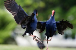 Traditionally native birds had avoided city living by nesting in forests or by the sea. Photo / Amos Chapple