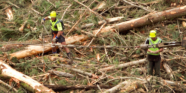 Workers prepare logs in a Silverdale Forest. Photo / Natalie Slade