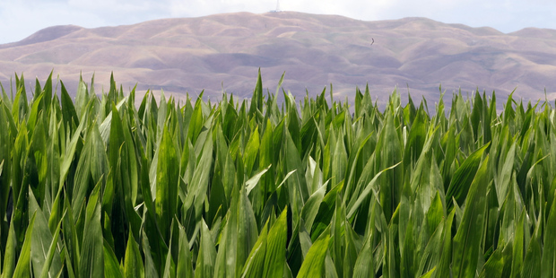 If we close the door to GM in the Bay or in the country, it needs to be for the right reasons. It's unfair to demonise an entire branch of science over anecdotal spook stories. Photo / Paul Taylor