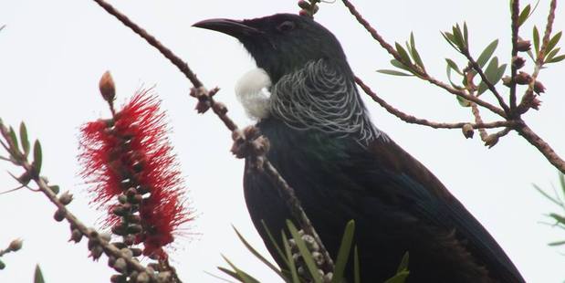 Dr Wayne Linklater warns that booming native bird populations are set to cause problems for city residents. Photo / APN