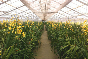 The glasshouses at Florere Nurseries, near Clevedon, supply 9000 of the 300,000 boxes of orchids produced in New Zealand annually.