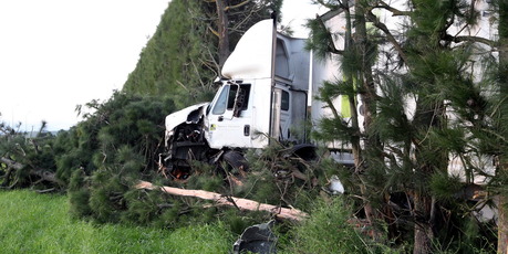 OFF ROAD: A truck and trailer crashed into a shelterbelt near Hastings last night. PHOTO/PAUL TAYLOR