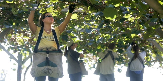 Kiwifruit workers have found employment elsewhere because of the reduction in fruit volumes.