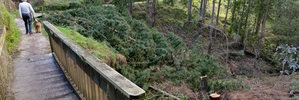 A builder has apologised for felling 20 trees illegally in Tainui Reserve, Havelock North.Photo/File.