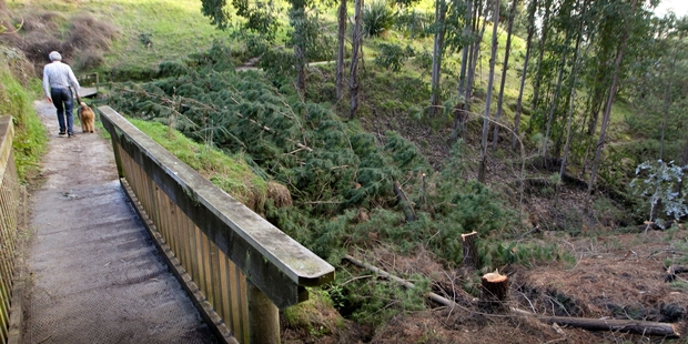 A builder has apologised for felling 20 trees illegally in Tainui Reserve, Havelock North.Photo/File.