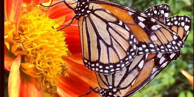Aucklanders can do their bit to help attract monarchs. Photo / Chris Gorman