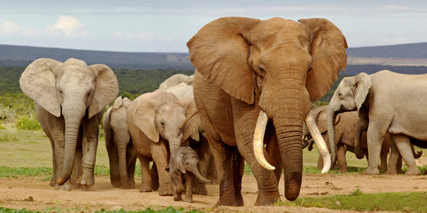 The African Elephant could disappear in ten years if current poaching levels continue. Photo / Getty Images