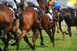 The Guy Walter-trained trio of Doctor Doom, Streama and Appearance will all be having their second barrier trials ahead of their returns to racing next month. Photo / Thinkstock