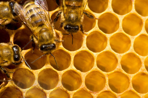 Photo / Thinkstock