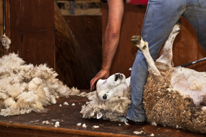 Photo / Thinkstock