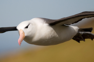 Doc staff were checking the eggs and chicks regularly. Photo / File / Thinkstock