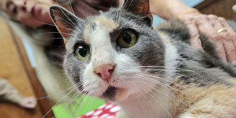 Cats killion billions of birds and mammals in the US each year, according to a new study. Photo / AP